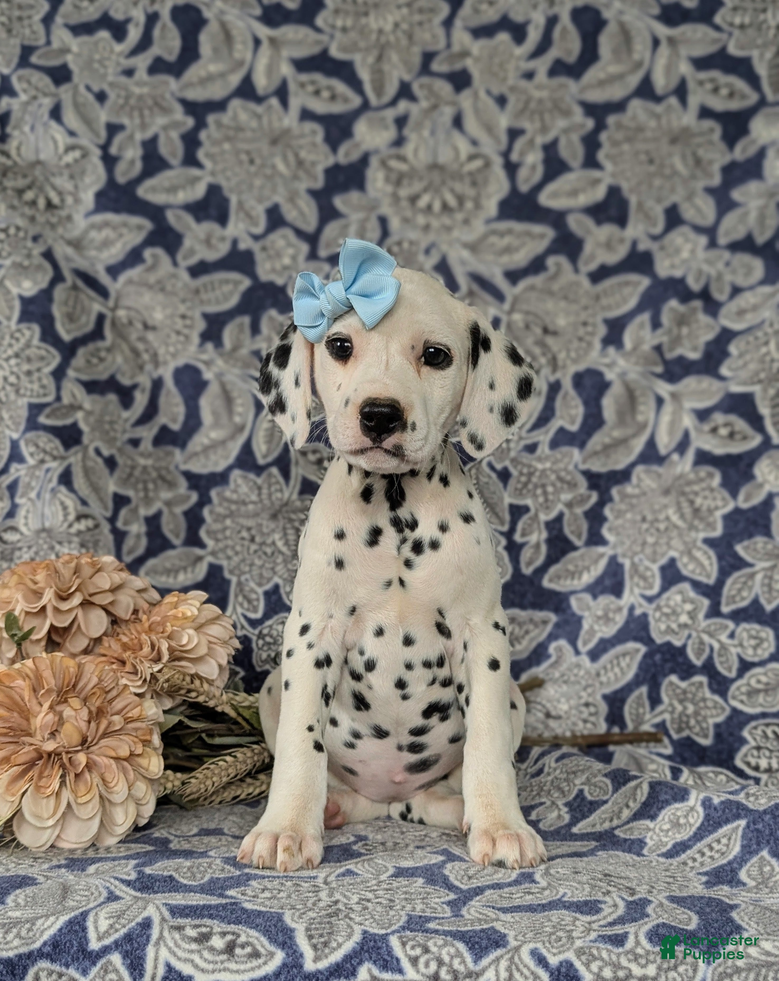 Dalmatian dogs Kylee - Ad 1