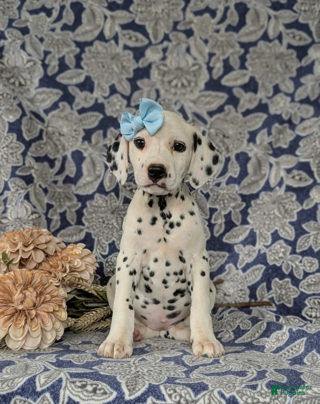 Dalmatian dogs for sale: Kylee - Ad 1
