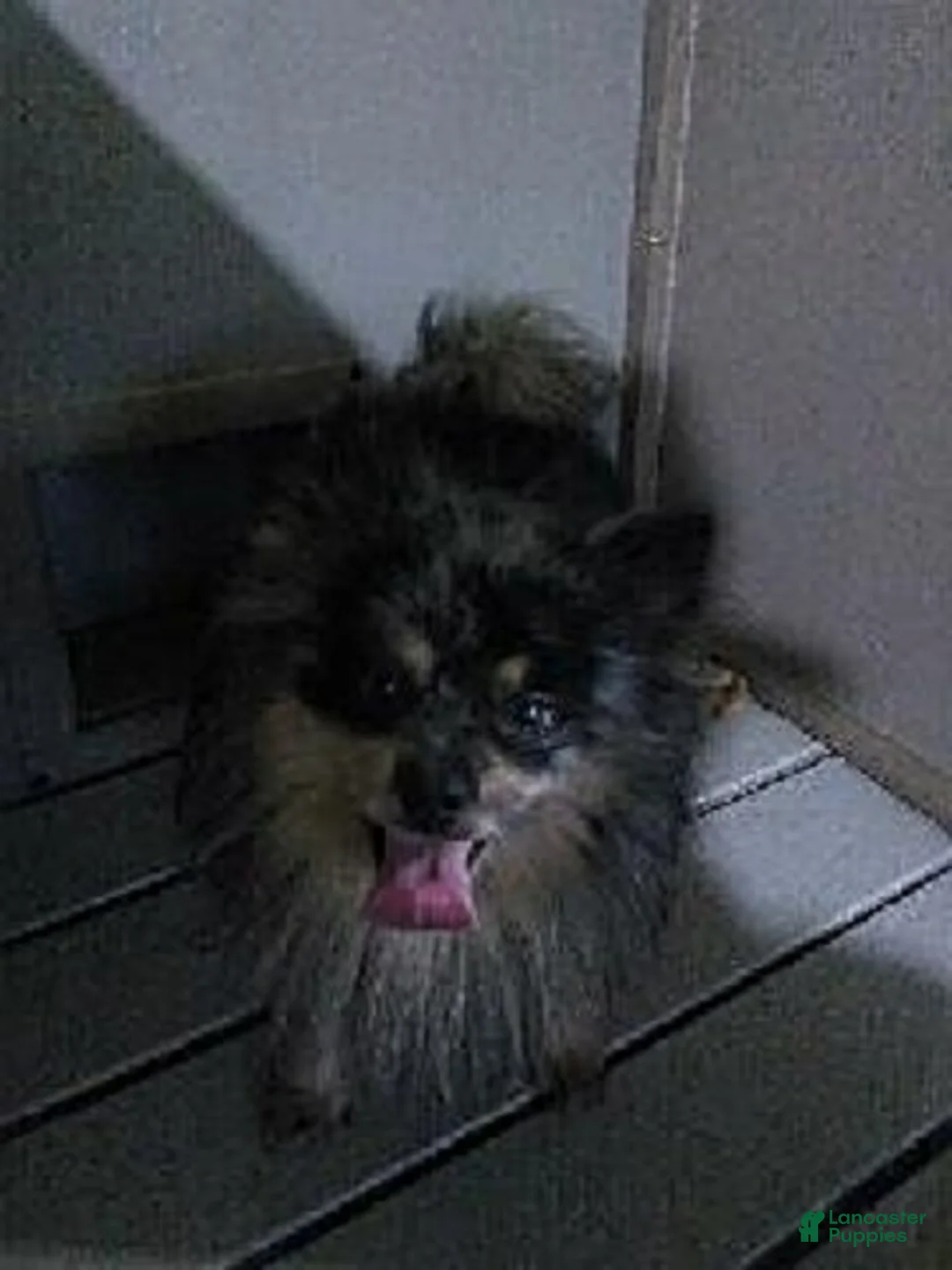 Pomeranian dogs for sale: Misty - Ad 4
