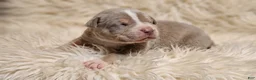 American Bully dogs for sale: BABY BLUE - Ad 1