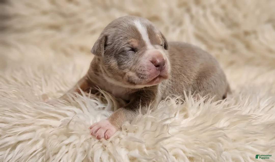 American Bully dogs for sale: BABY BLUE - Ad 1