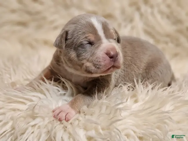 American Bully dogs for sale: BABY BLUE - Ad 1