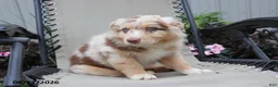 Australian Shepherd dogs for sale: Candy - Ad 7