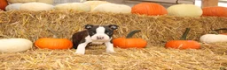 Boston Terrier dogs for sale: Jasper - Ad 4
