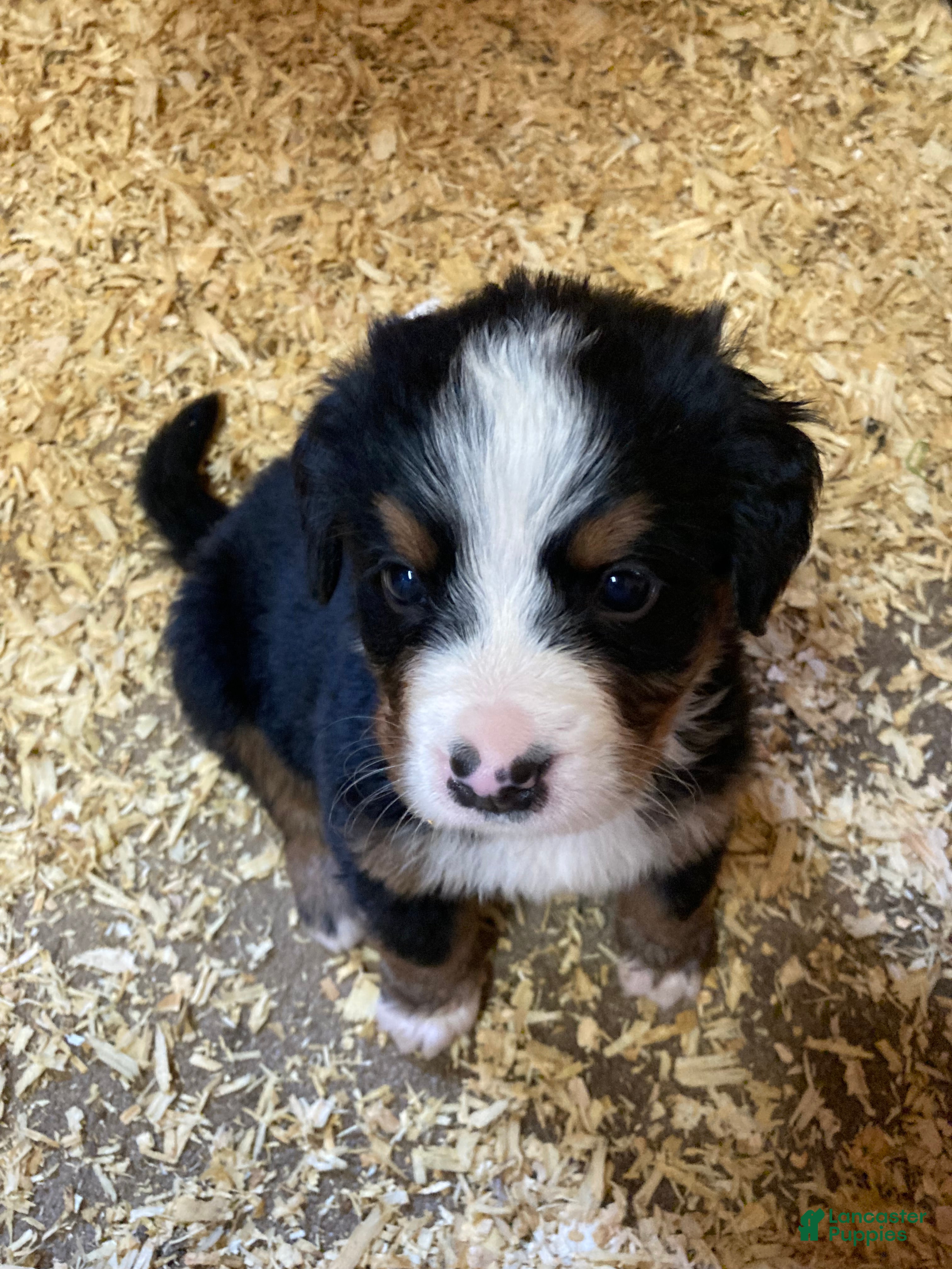 Bernese Mountain Dog dogs Silky  - Ad 1