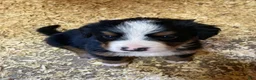 Bernese Mountain Dog dogs for sale: Silky  - Ad 6