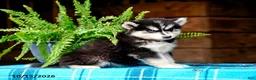 Pomsky dogs for sale: Tootsie - Ad 2