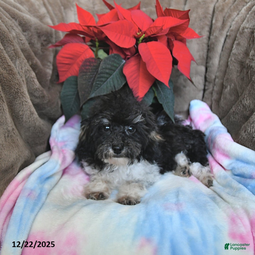 Toy Poodle dogs for sale: Kody - Ad 2