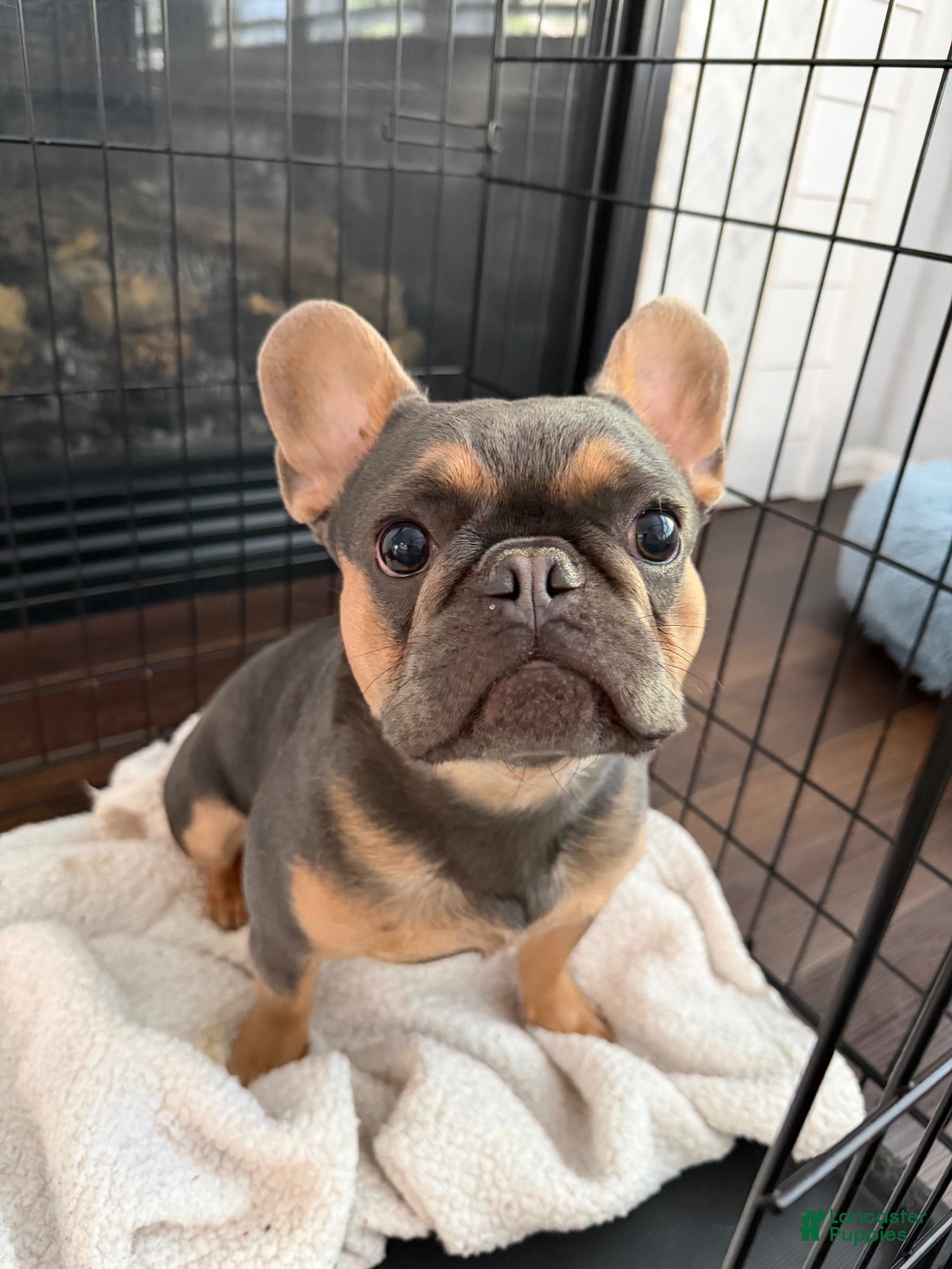 French Bulldog dogs French Bulldog 1 - Ad 10