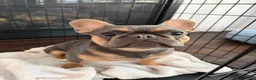 French Bulldog dogs for sale: French Bulldog 1 - Ad 1