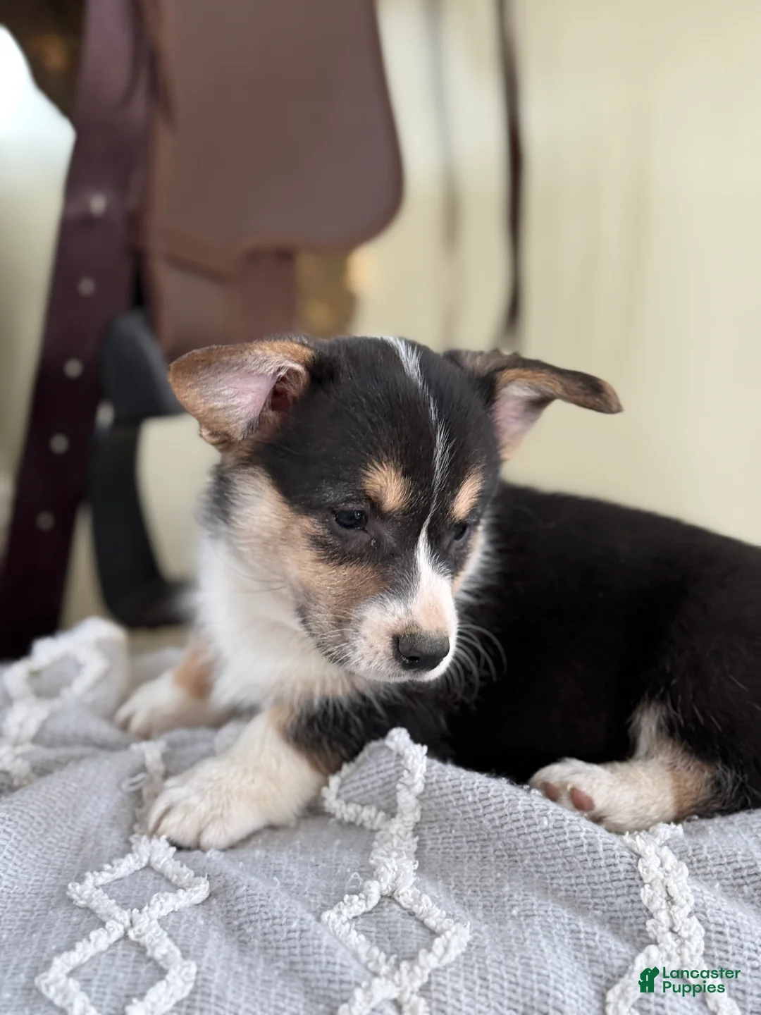 Welsh Corgi Pembroke dogs for sale: Fudge - Ad 8