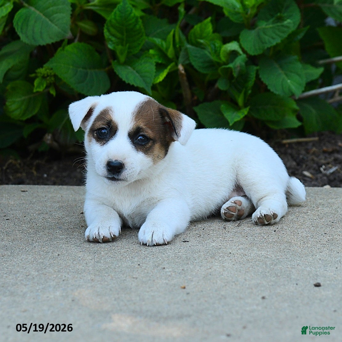 Jack Russell Terrier dogs Bethany - Ad 2