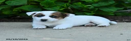 Jack Russell Terrier dogs for sale: Bethany - Ad 2