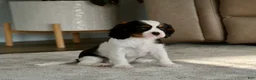 Cavalier King Charles Spaniel dogs for sale: Oakley - Ad 7