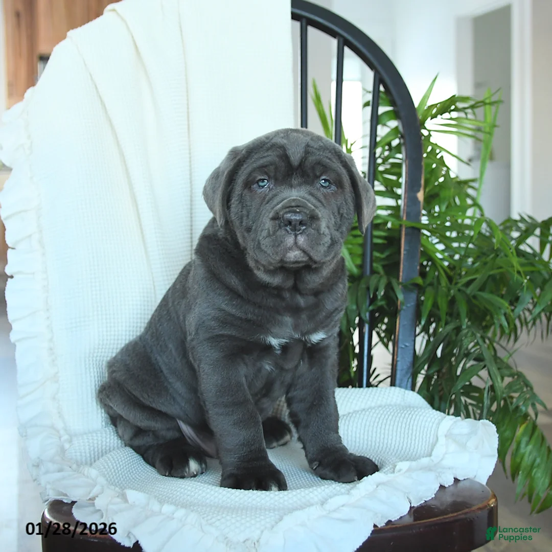 Cane Corso dogs for sale: Atlas - Ad 3
