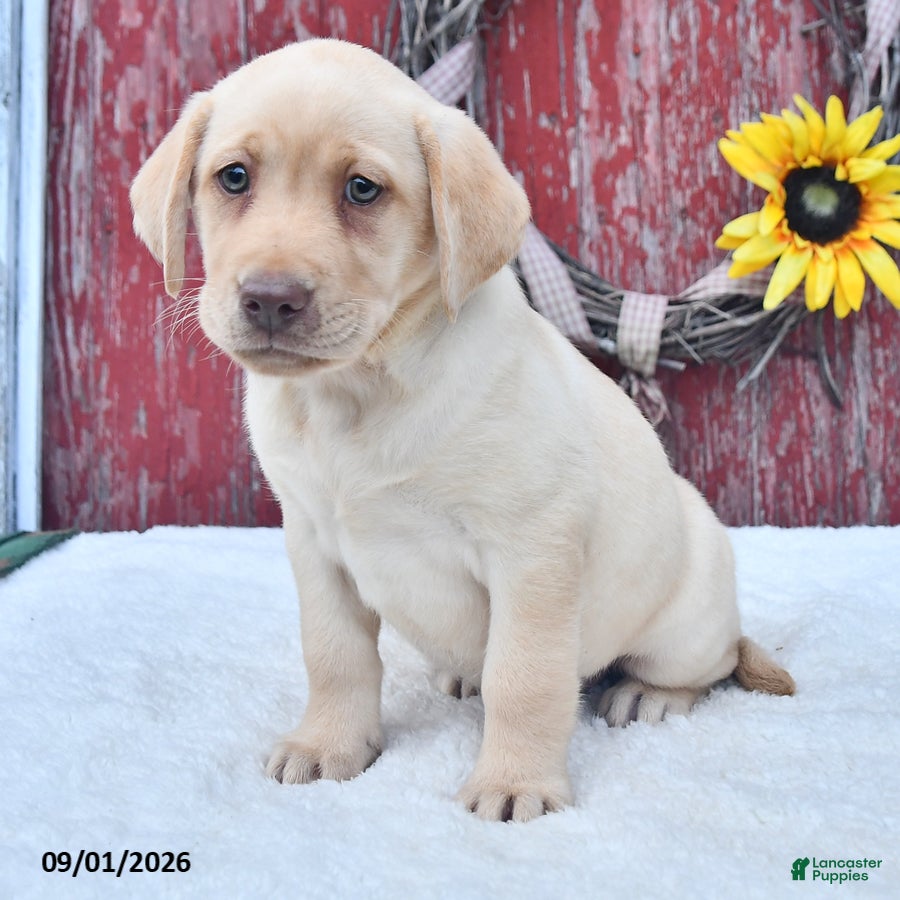 Labrador Retriever dogs Hazel - Ad 2
