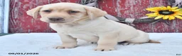 Labrador Retriever dogs for sale: Hazel - Ad 2