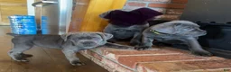 Cane Corso dogs for sale: Cove - Ad 3