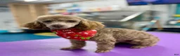Toy Poodle dogs for sale: Brownie - Ad 2