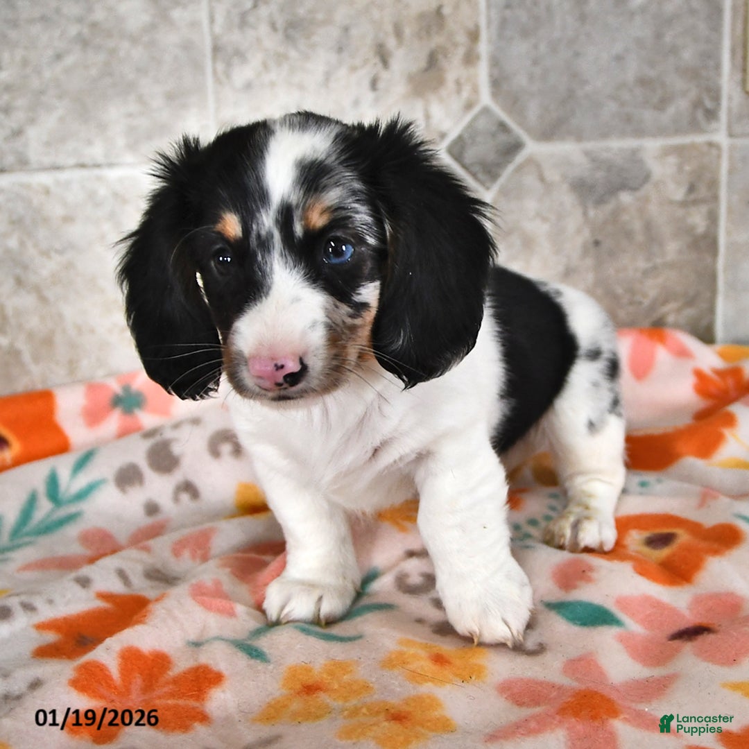 Miniature Dachshund dogs for sale: Rover - Ad 2