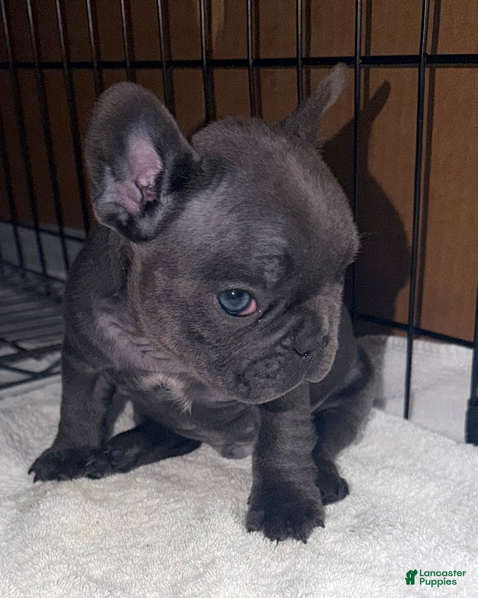 French Bulldog dogs for sale: turbo - Ad 2