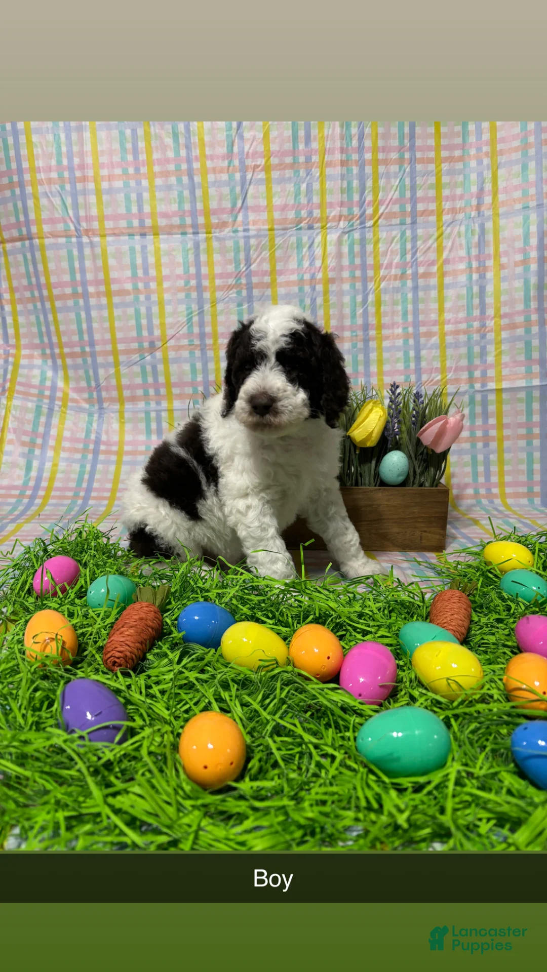 Standard Poodle dogs for sale: Bruno - Ad 1