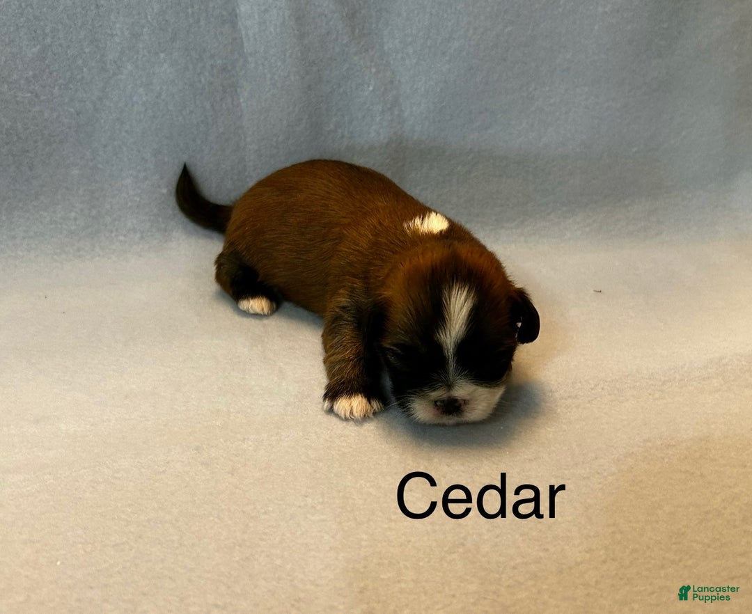 Lhasa Apso dogs for sale: Lhasa Apso Puppy 3 - Ad 3