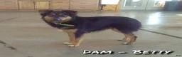 Australian Shepherd dogs for sale: Betty - Ad 7