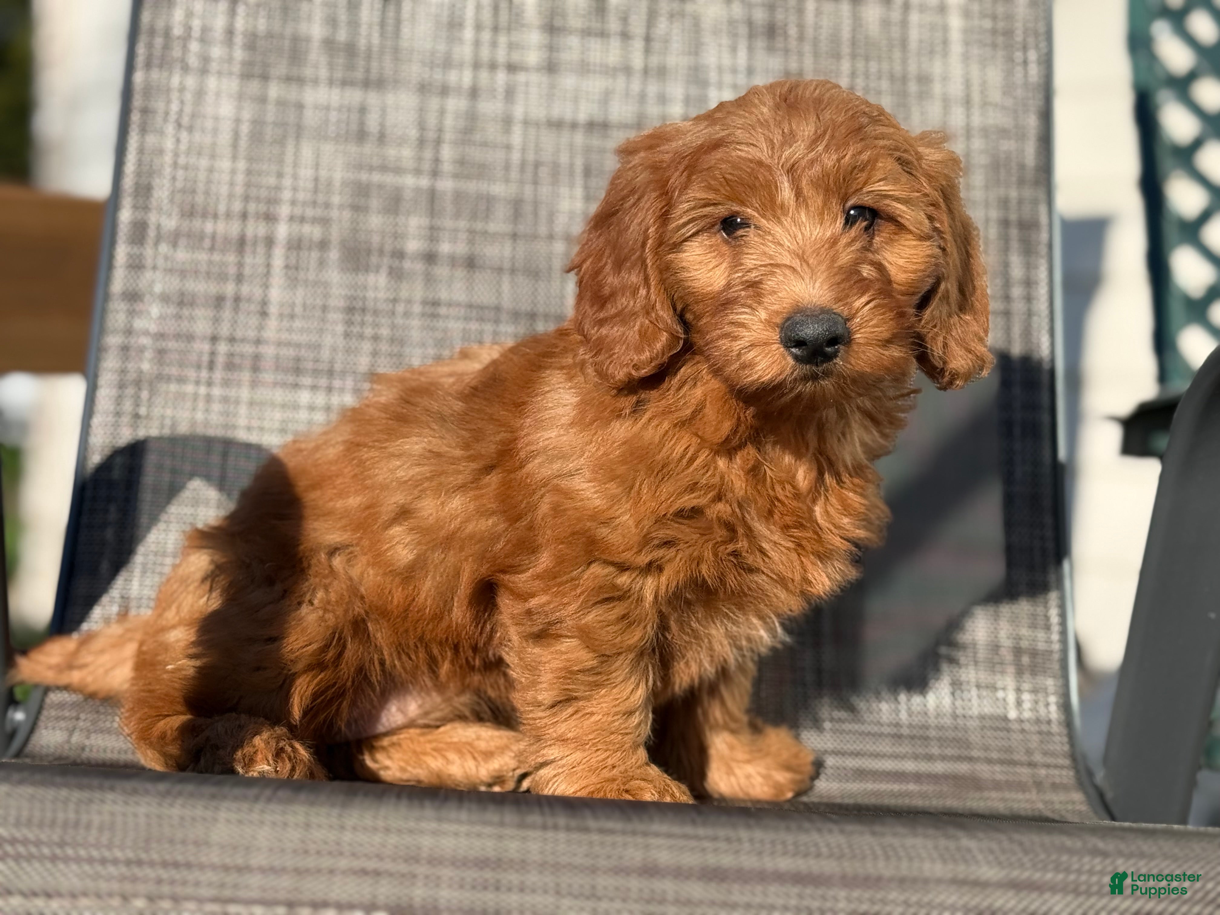 Mini Goldendoodle dogs Mini Goldendoodle 3 - Ad 1