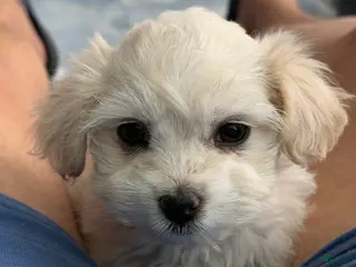 Maltipoo dogs for sale: Teddybear Maltipoo Female 2 - Ad 1