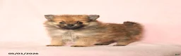 Pomeranian dogs for sale: Leo - Ad 2