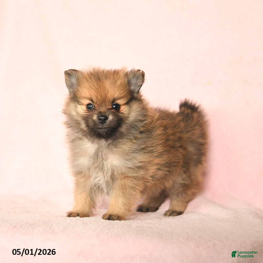 Pomeranian dogs for sale: Leo - Ad 2