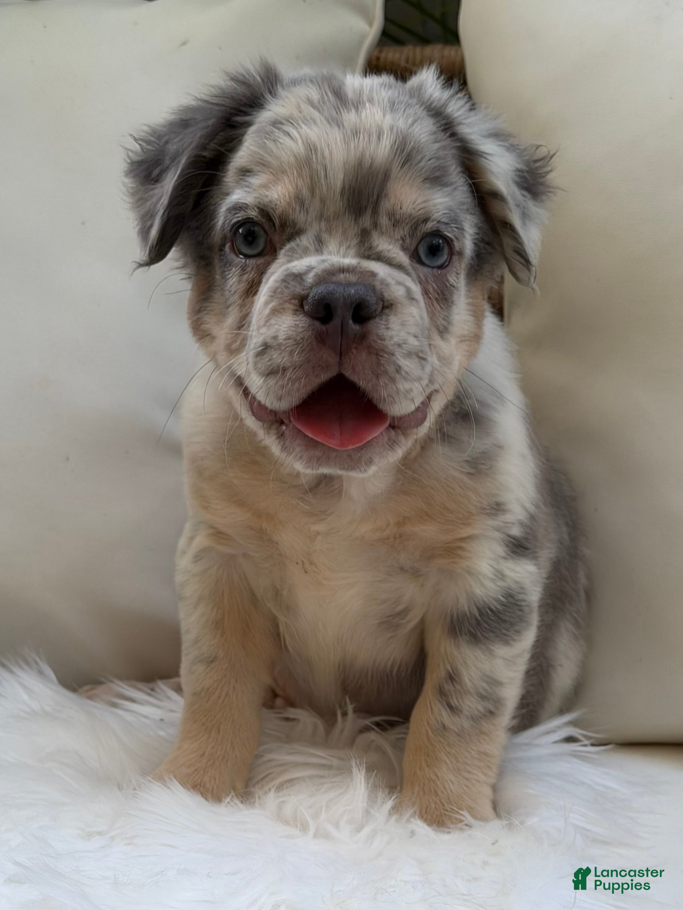 French Bulldog dogs Smokey - Ad 1