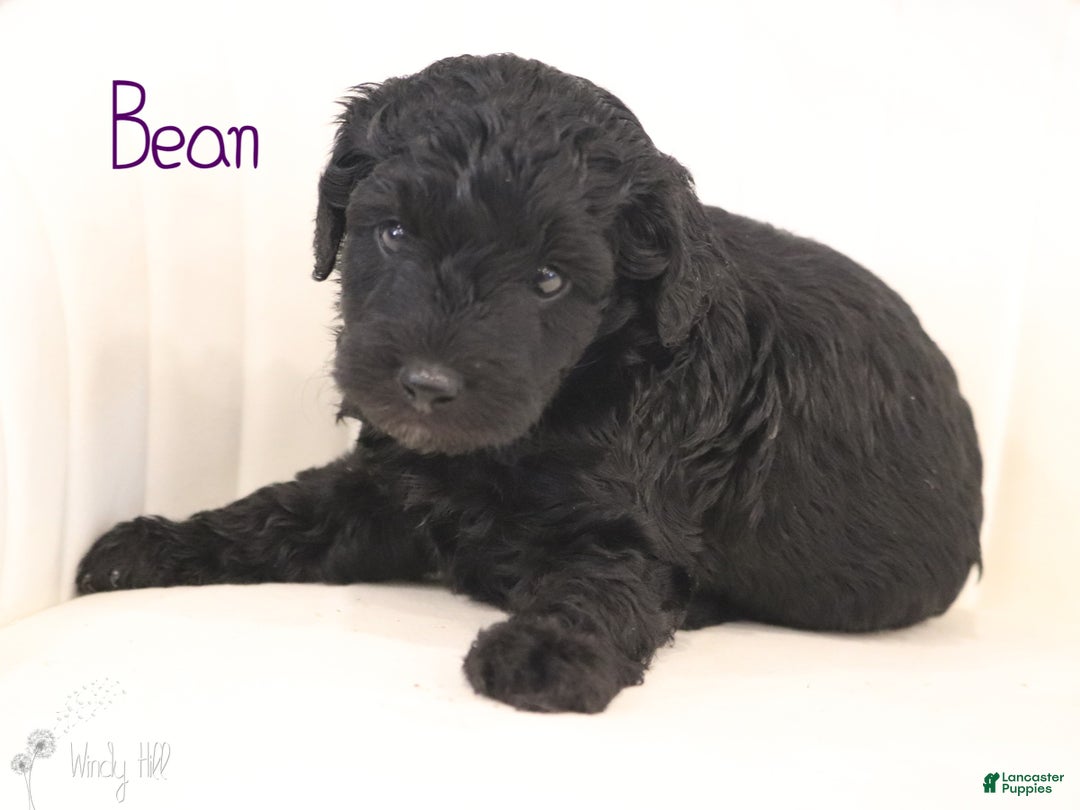 Mini Aussiedoodle dogs for sale: Bean - Ad 1