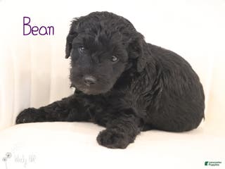 Mini Aussiedoodle dogs Bean - Ad 8