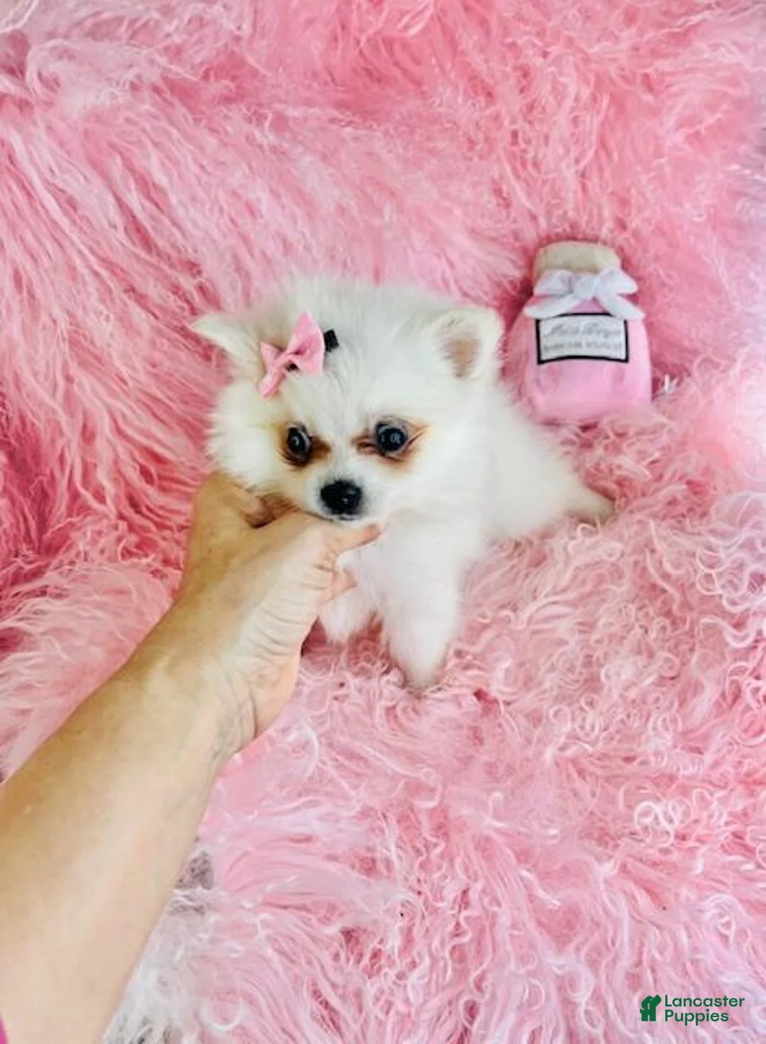 Pomeranian dogs for sale: Pomeranian Puppy 1 - Ad 3