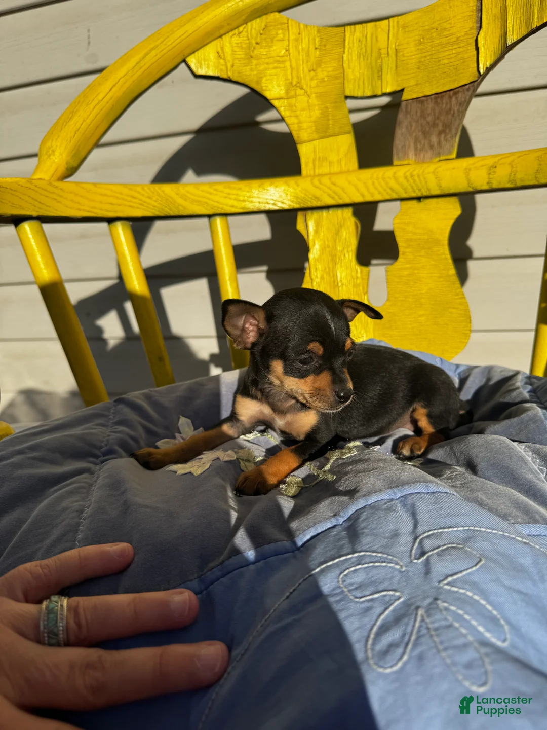 Chihuahua dogs for sale: Jaxon - Ad 2