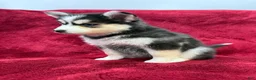Pomsky dogs for sale: Celeste - Ad 4