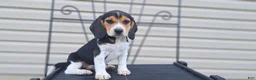 Beagle dogs for sale: PIPER - Ad 1