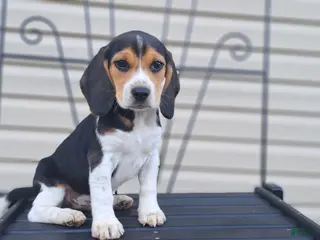 Beagle dogs for sale: PIPER - Ad 1