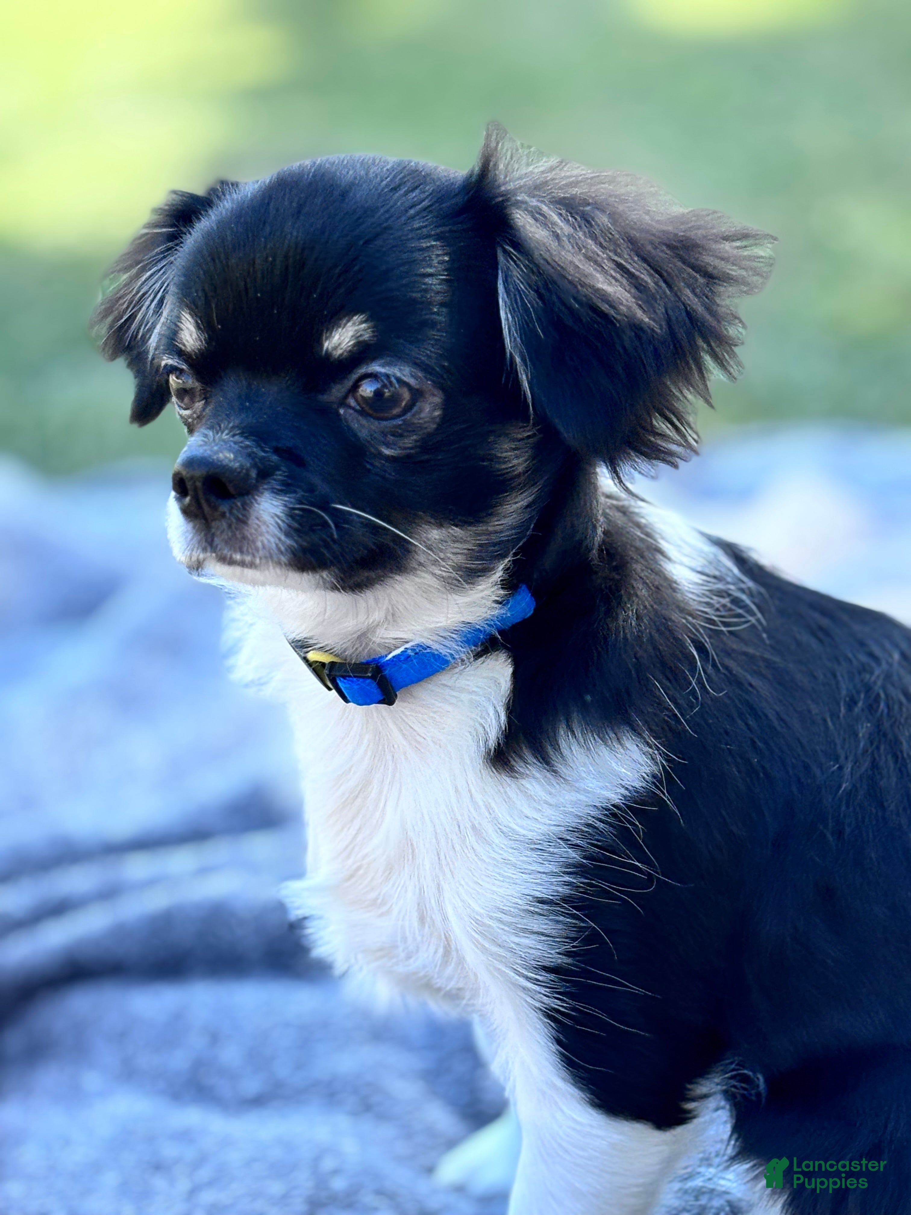 Chihuahua dogs CHINO BAMBINO, III - Ad 2