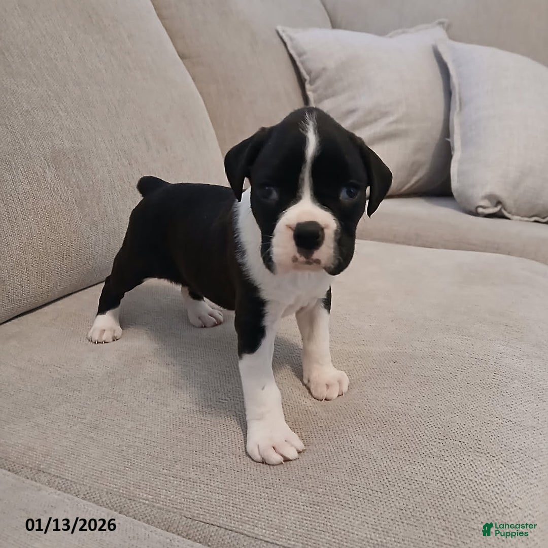 Boxer dogs for sale: Geneva - Ad 1