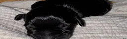 Miniature Schnauzer dogs for sale: Ted - Ad 4