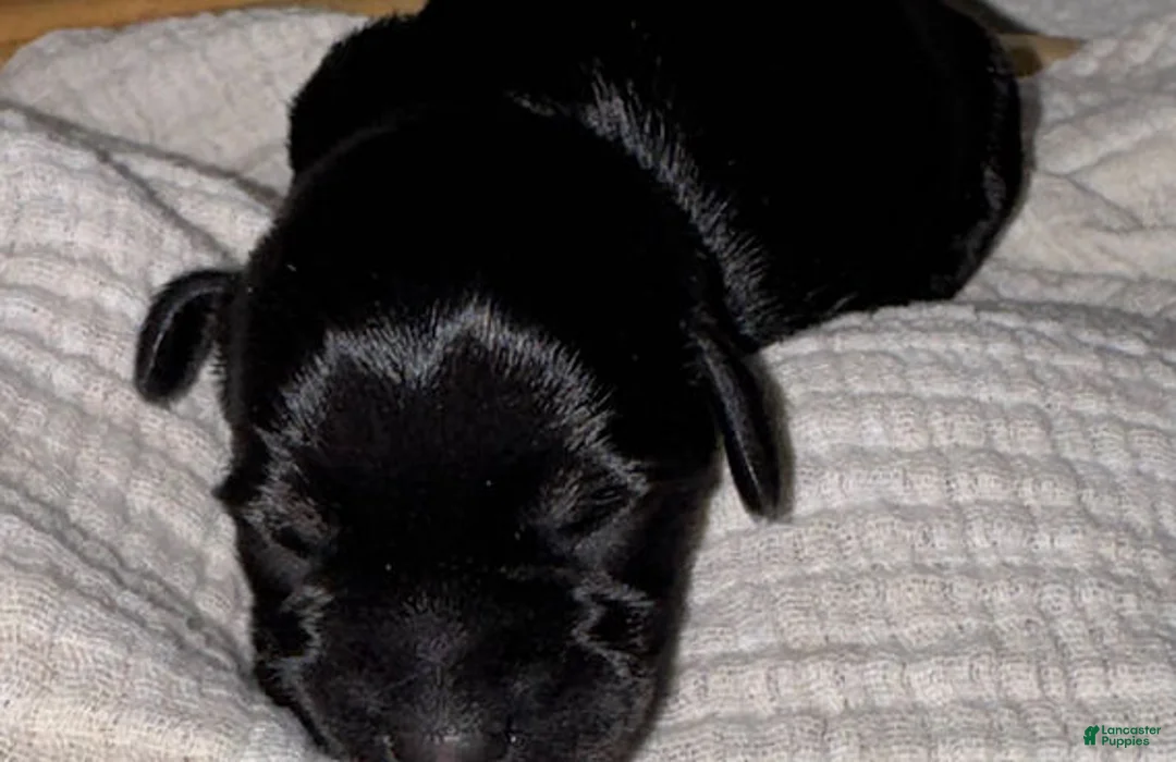 Miniature Schnauzer dogs for sale: Ted - Ad 4