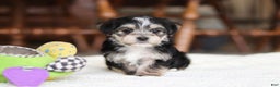 Morkie dogs for sale: Nora - Ad 6