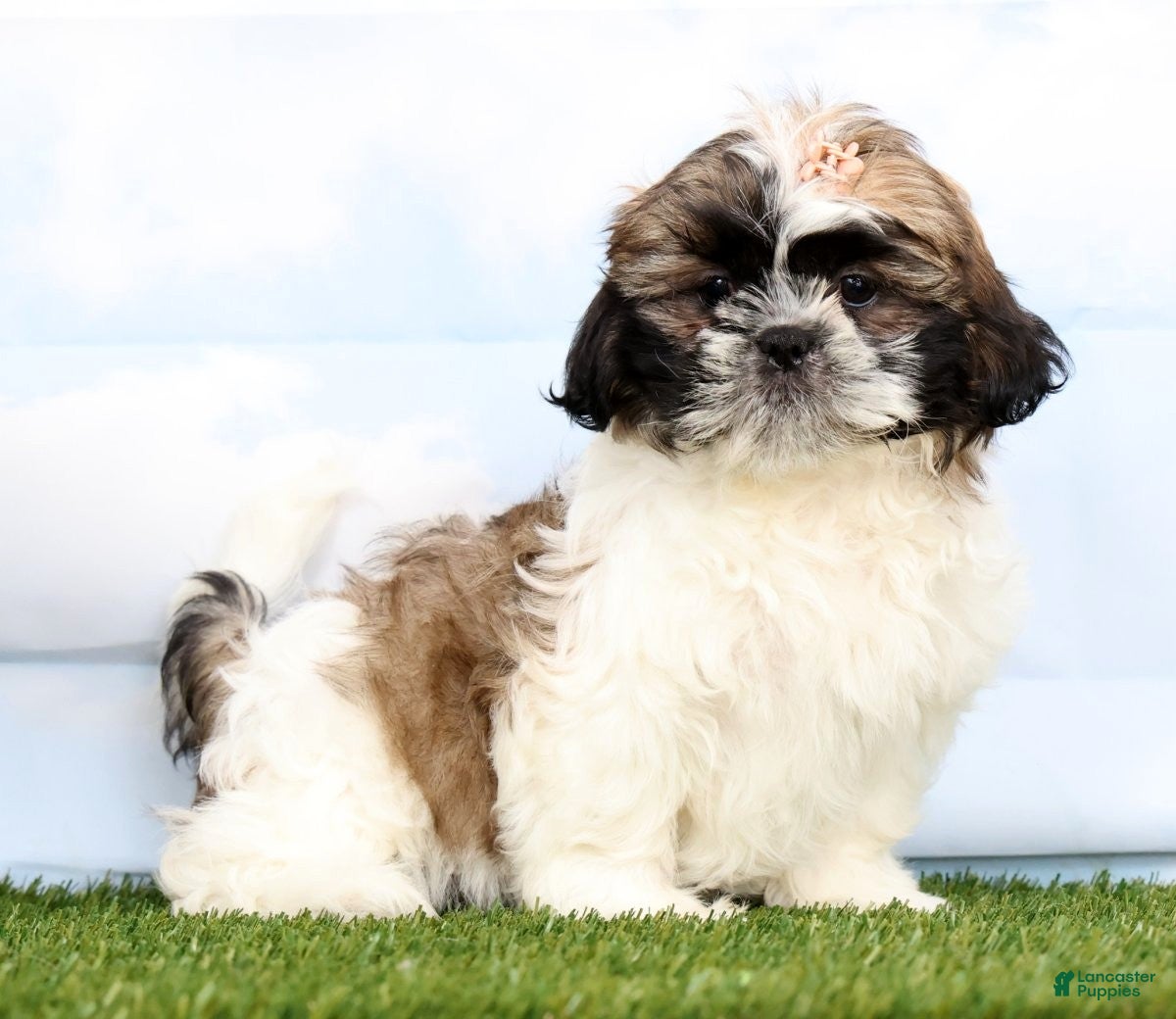 Shih Tzu dogs Demi - Ad 1