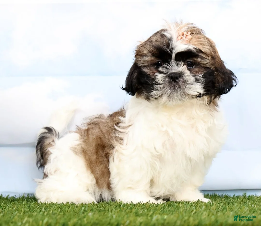 Shih Tzu dogs for sale: Demi - Ad 1