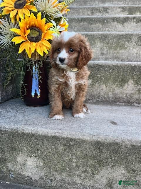 Cavapoo dogs Nate - Ad 2