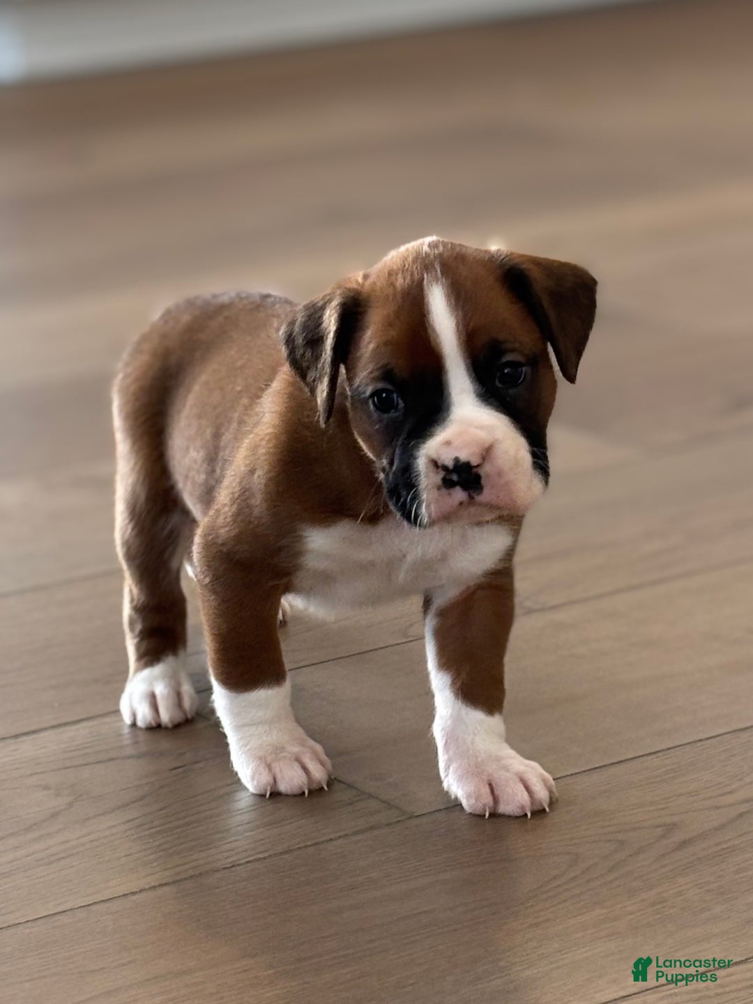 Boxer dogs for sale: Poppi - Ad 7