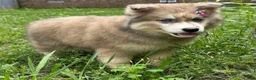 Siberian Husky dogs for sale: REYNA - Ad 21